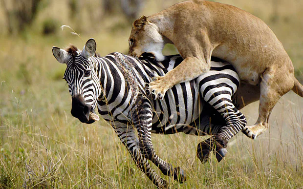 zebra_lion_3538630b