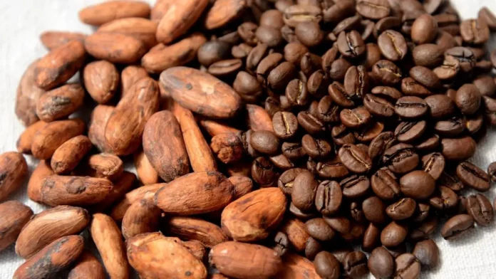 FC-Difference-Between-Cocoa-Beans-And-Coffee-Beans